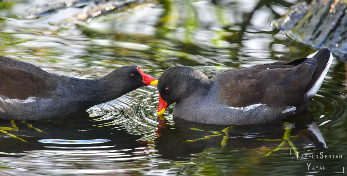 Waterbirds