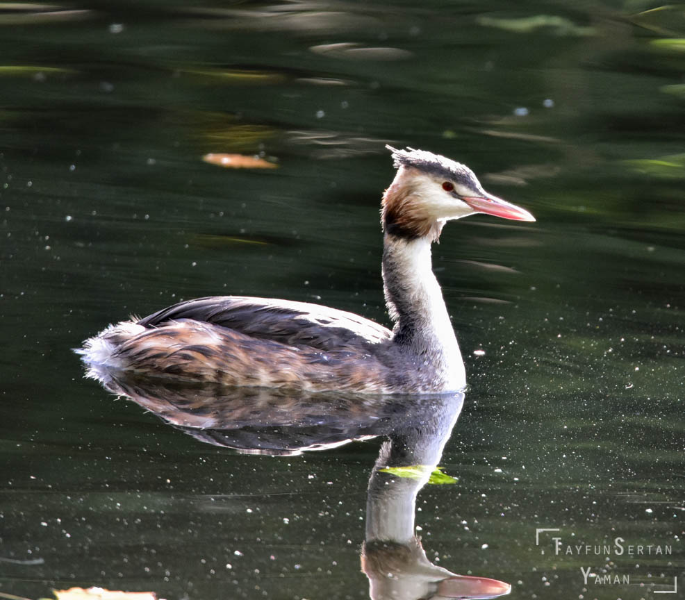 Diver bird