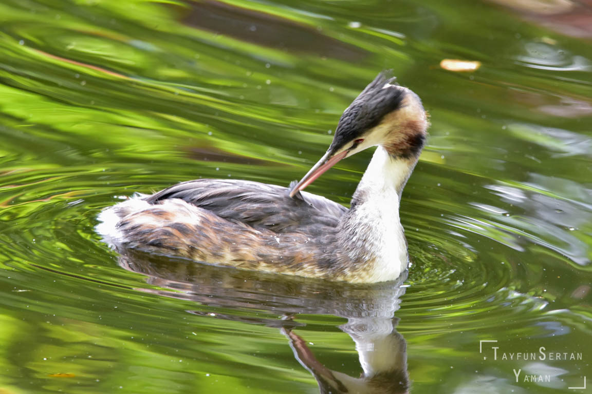 Diver bird