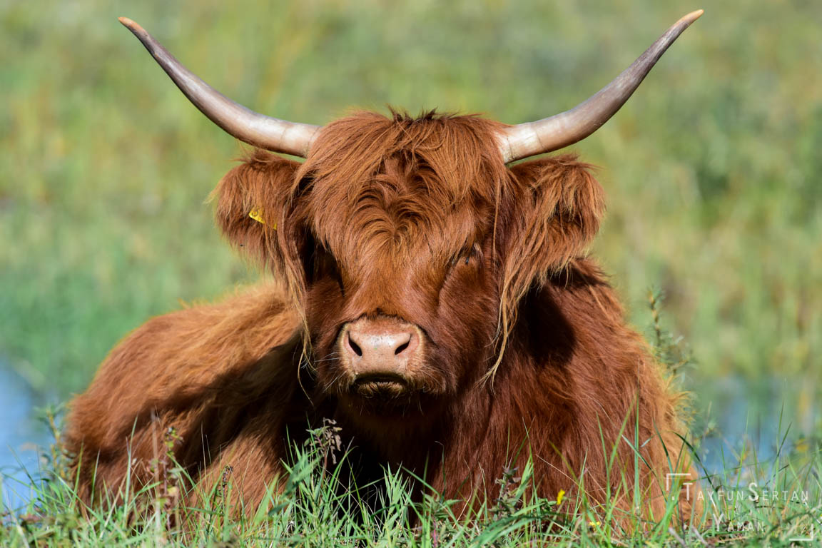 Highland Coo