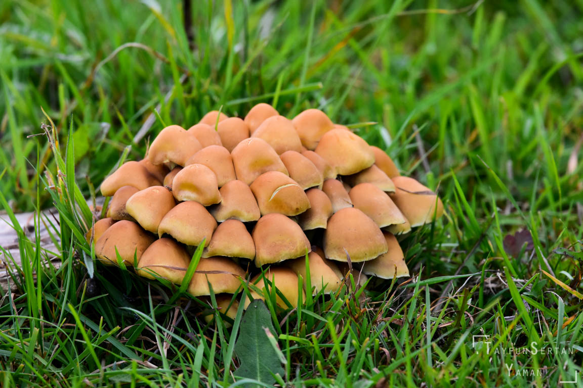Wild Mushrooms