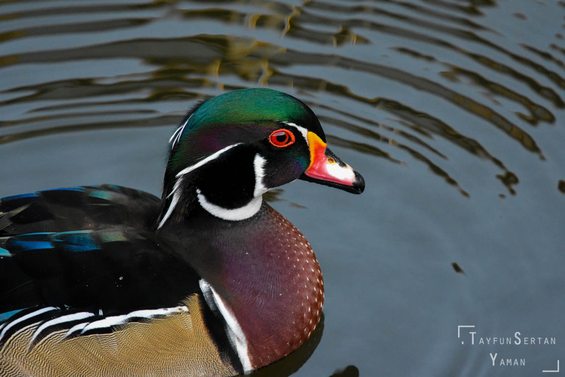 Wood Duck