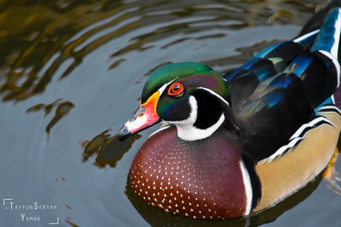Wood Duck