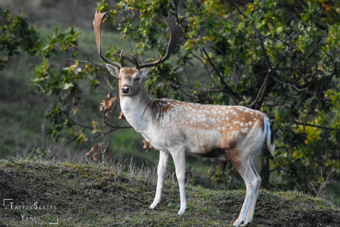 Male fallow deer