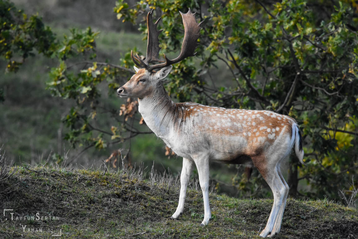 Male fallow deer