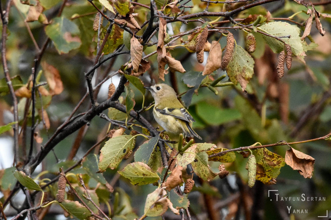 Kinglet in tree