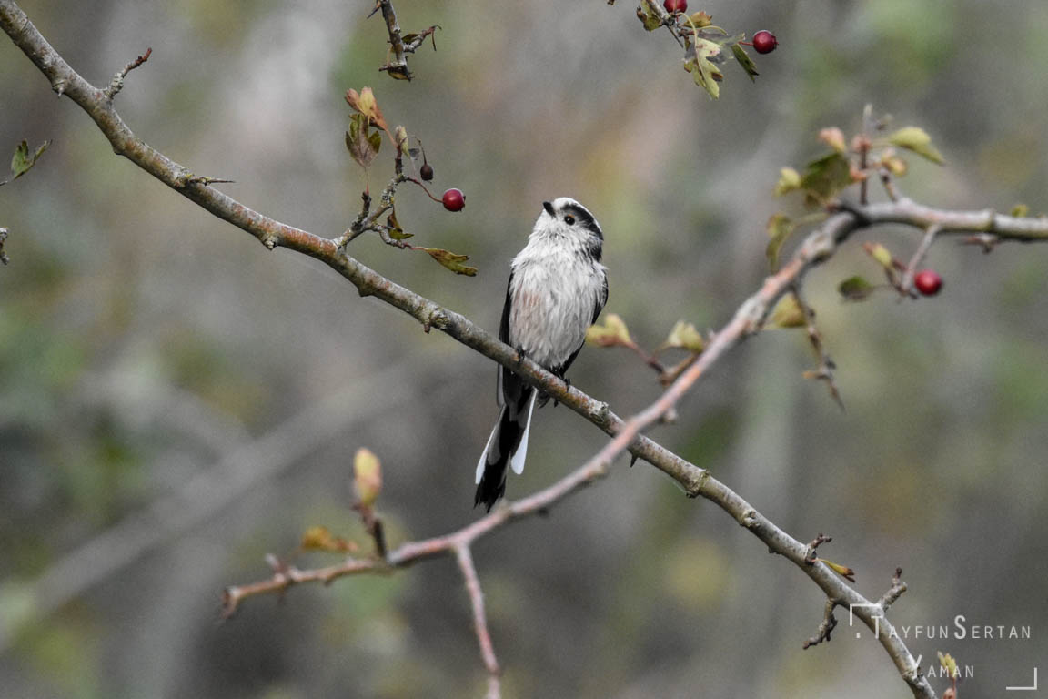 White tit