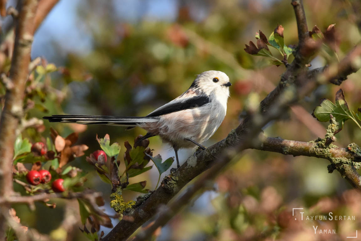 White tit