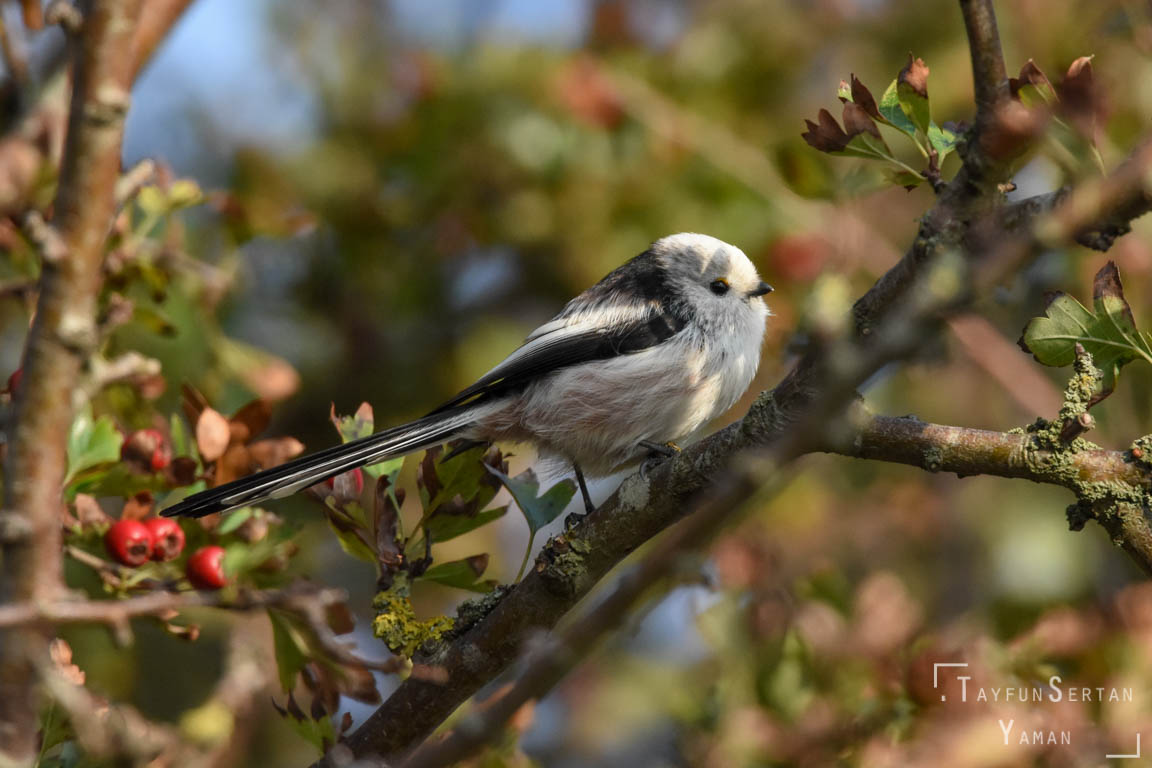 White tit