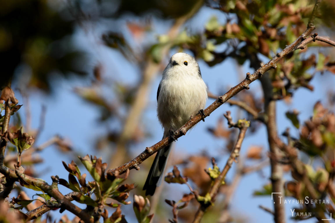 White tit