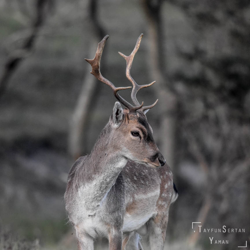 A Deer portrait
