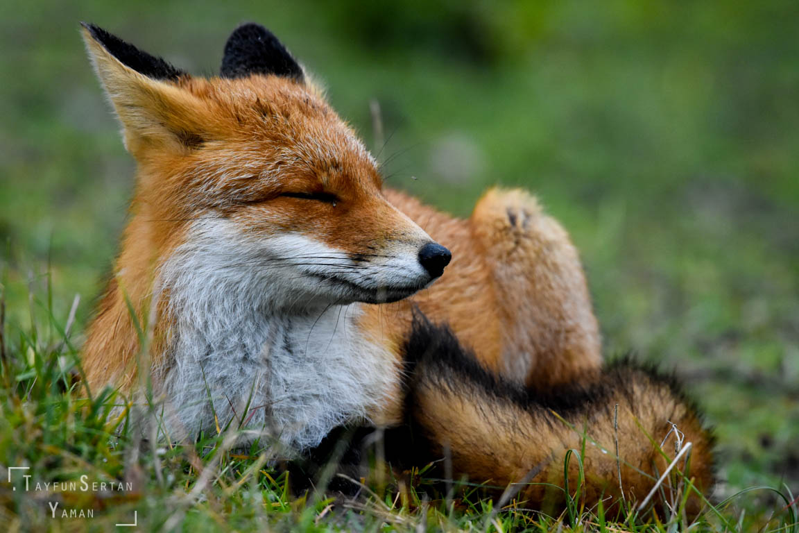 The Meditating fox