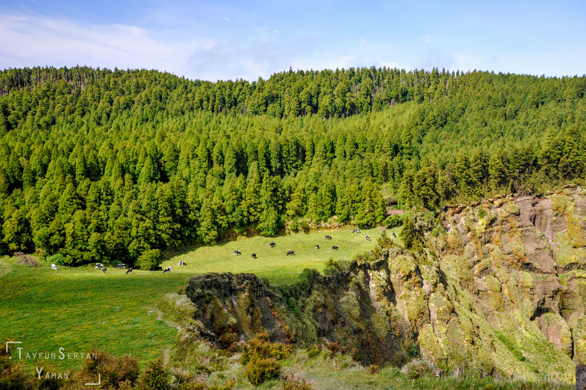 Azores meadows