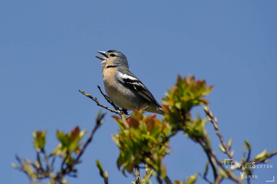 Azores finch