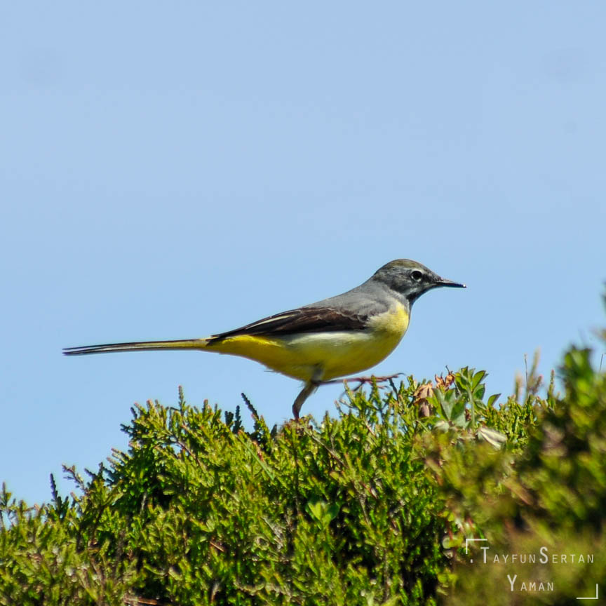 Azores grey-yellow wagtail
