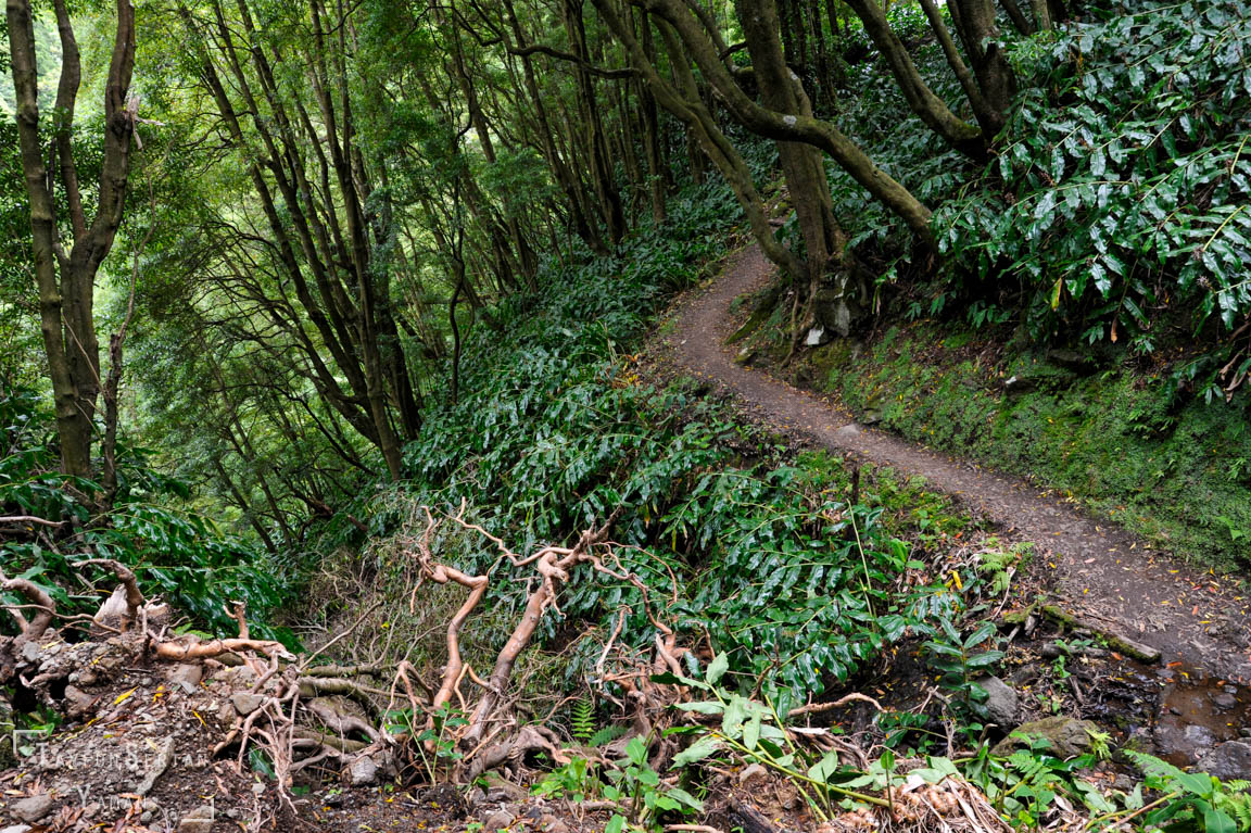 Trekking path Ribeira do Faial da Terra