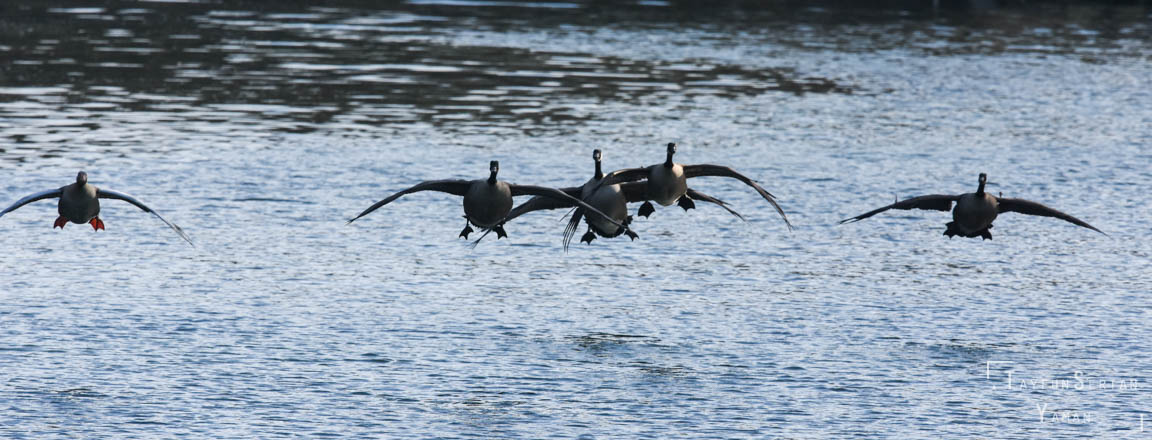 Landing Canadian geese
