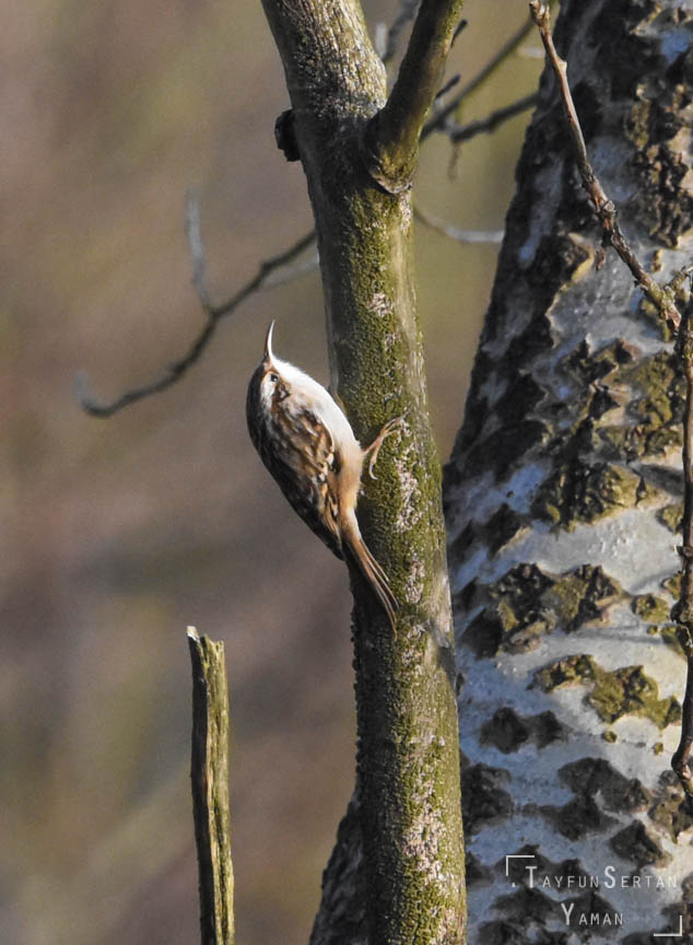 Tree climber