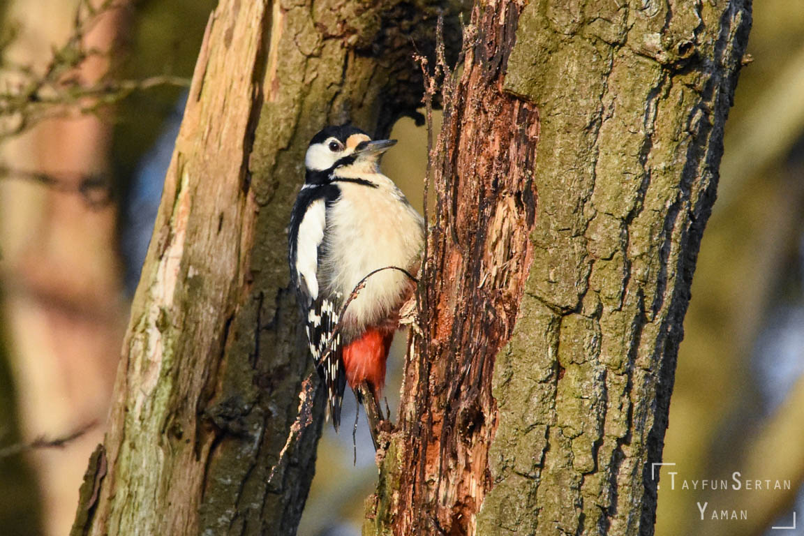 Woodpecker Destroying The Tree Photography