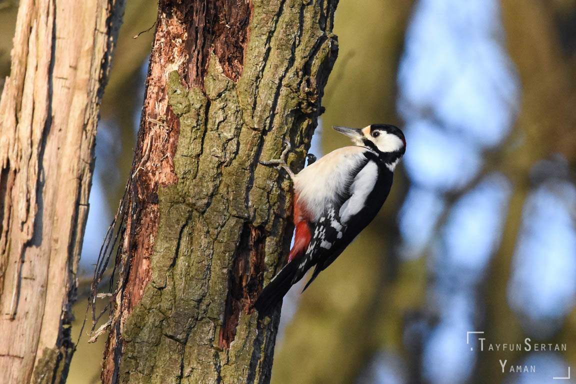 Woodpecker closeup