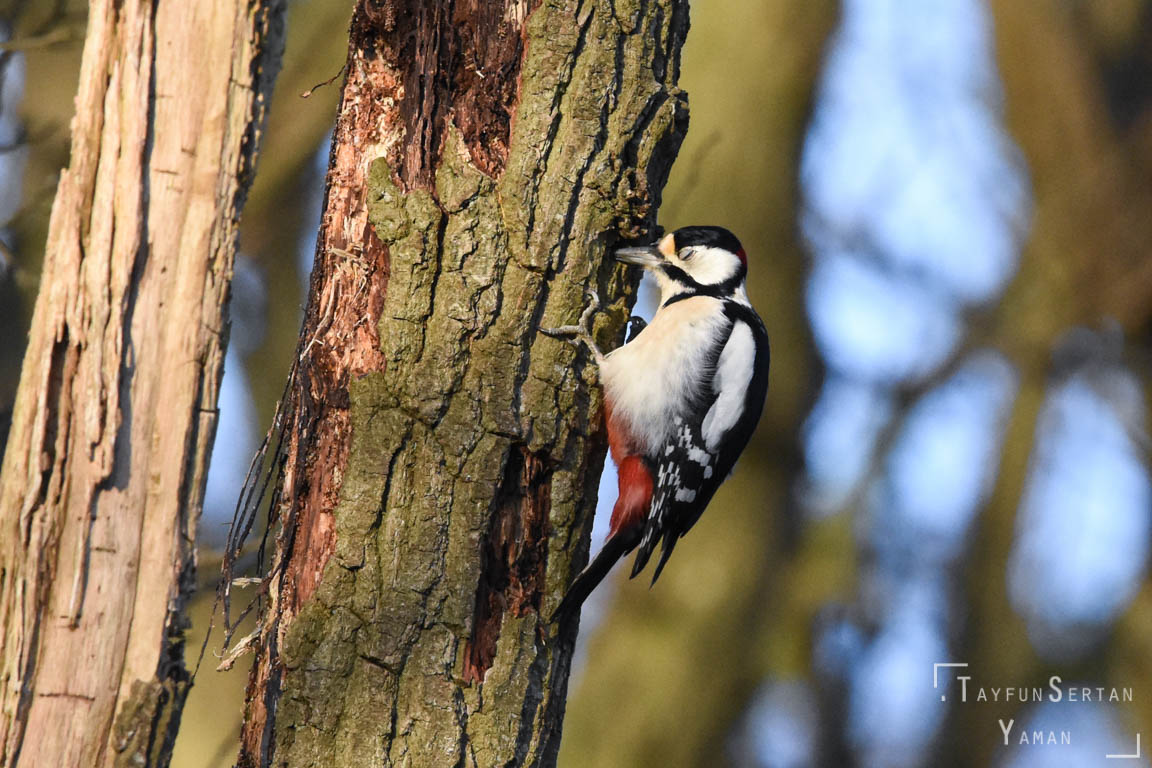 Woodpecker pecking in the log