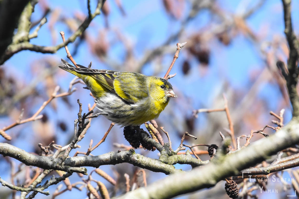 Canary eating on the oak tree
