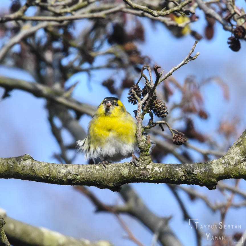 Canary