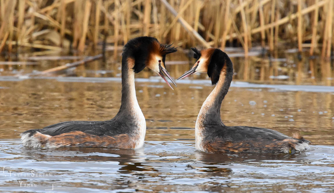 Grebe in courtship dance