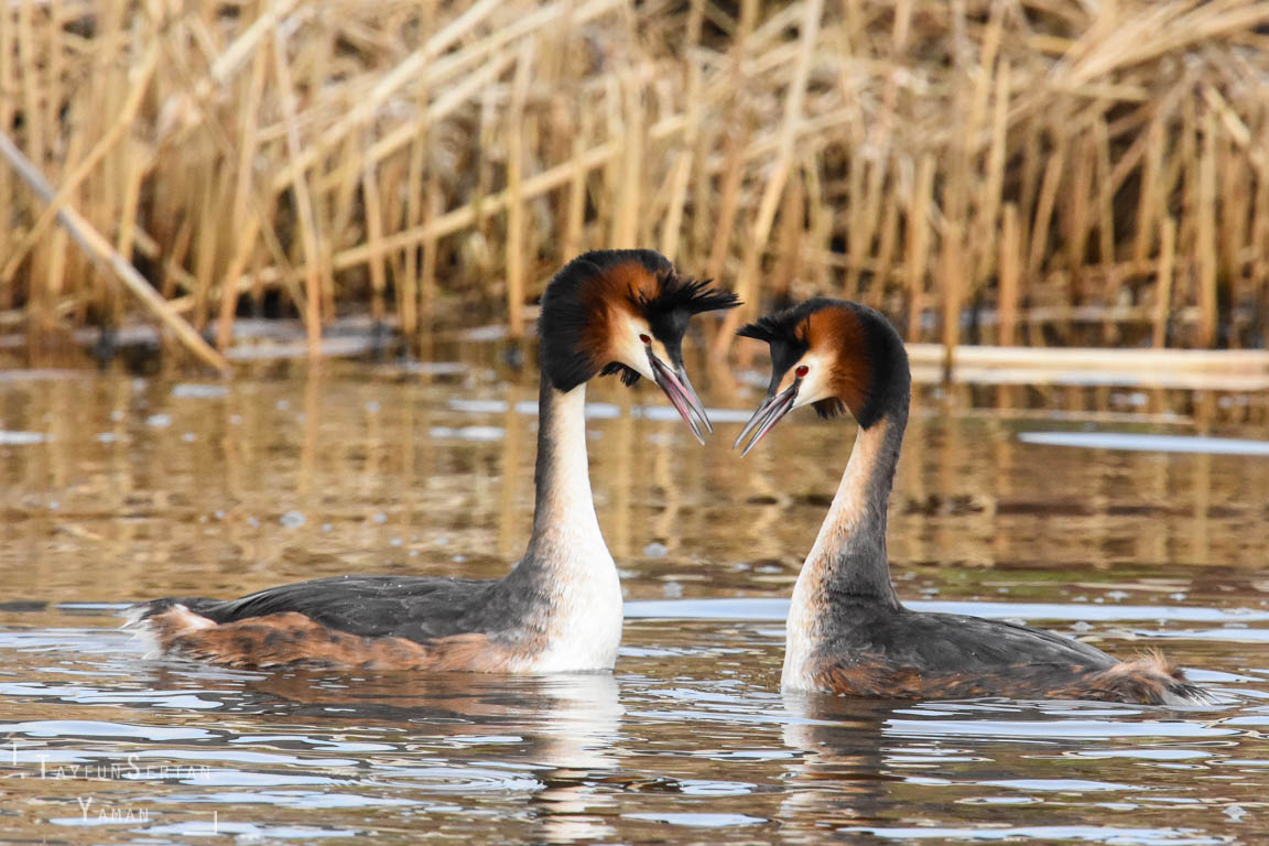 Grebes in courtship dance