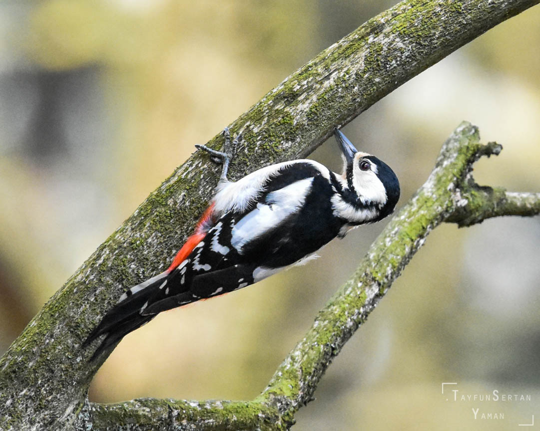 Spotted woodpecker