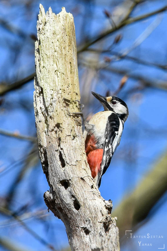 Woodpecker on a dead tree trunk