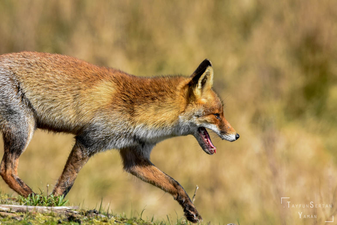 Red fox on hunt