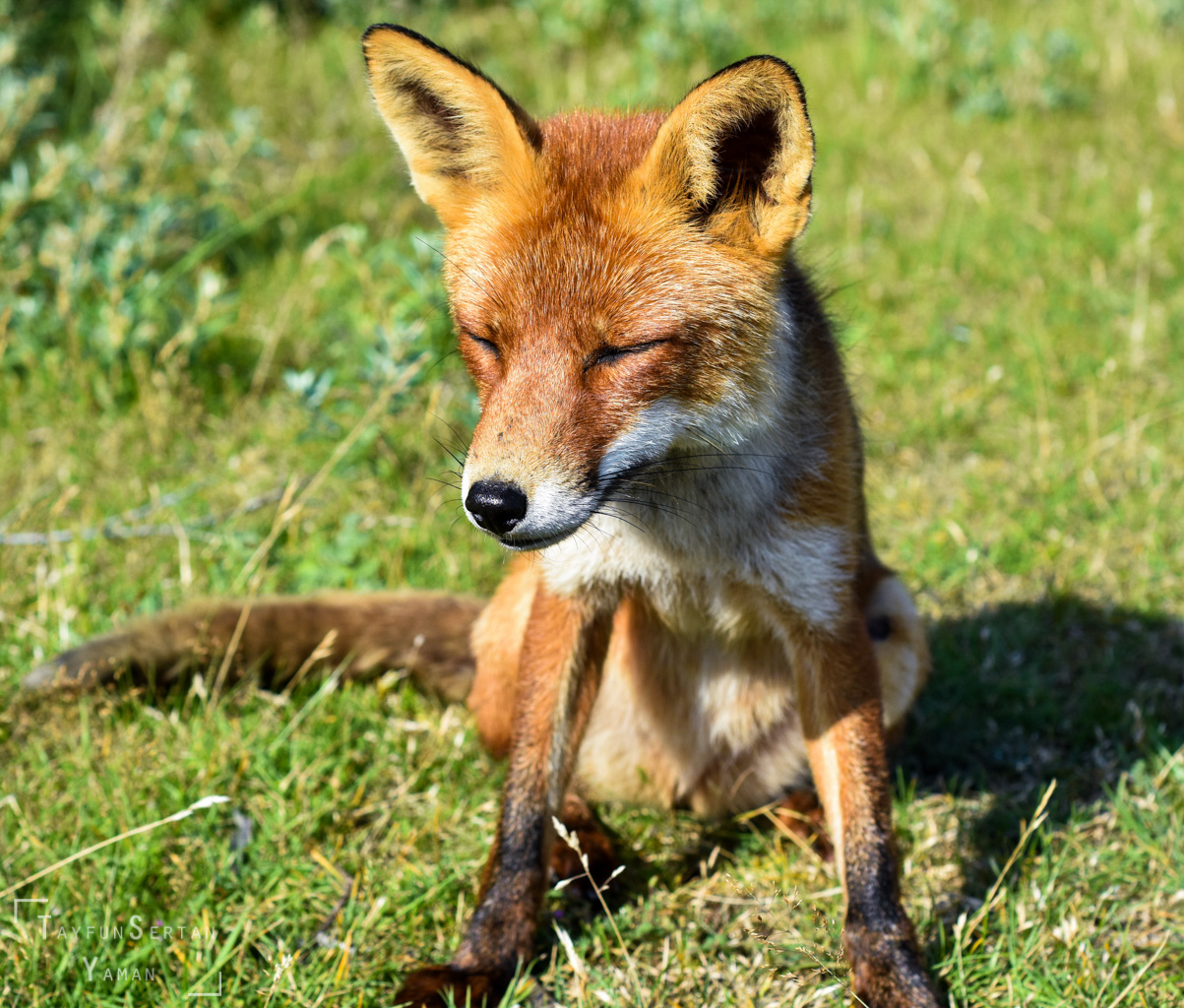 Young red fox