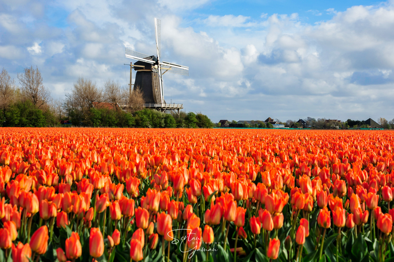 Fields of Keukenhof