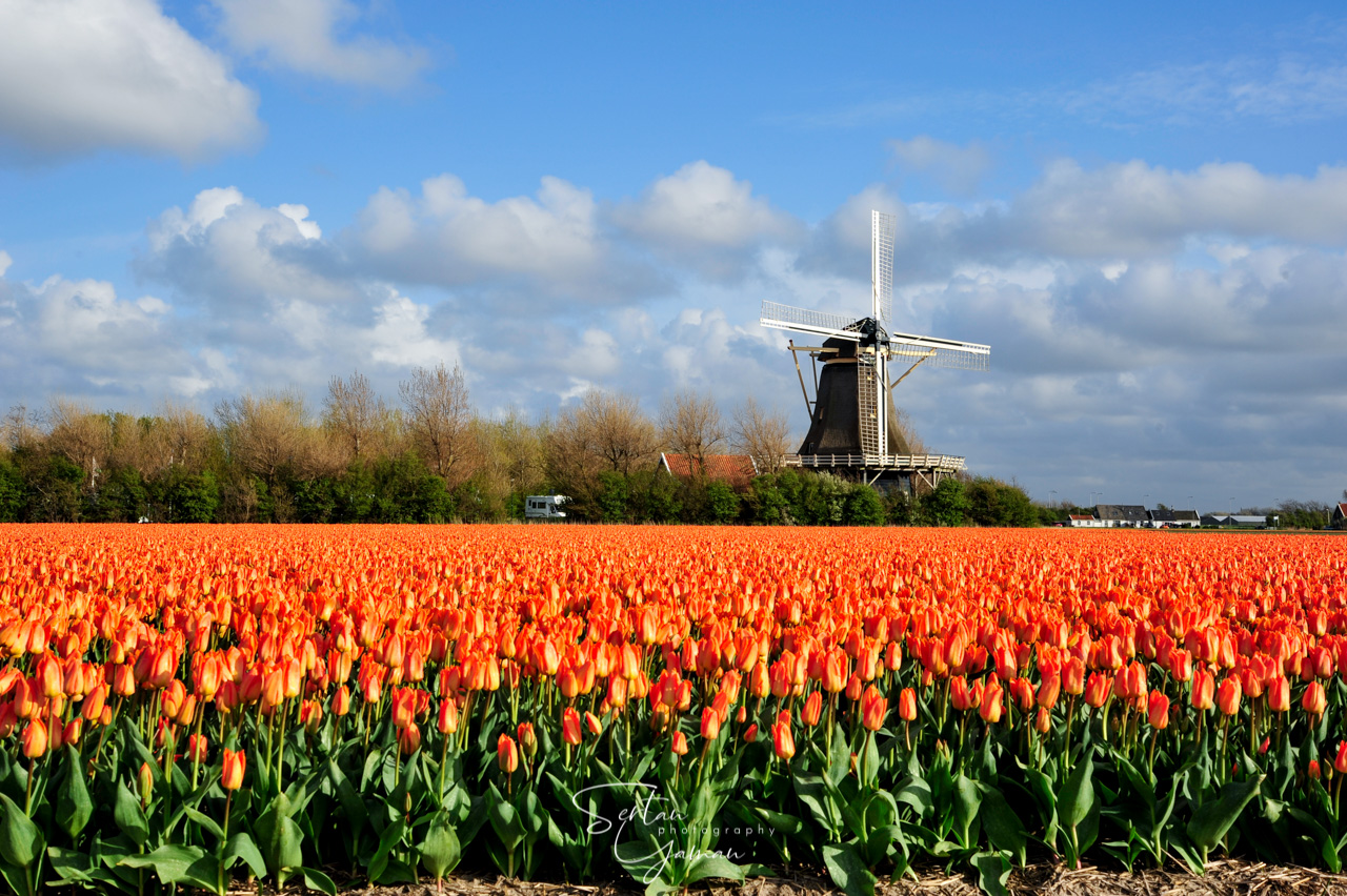 Tulip fields in The Netherlands