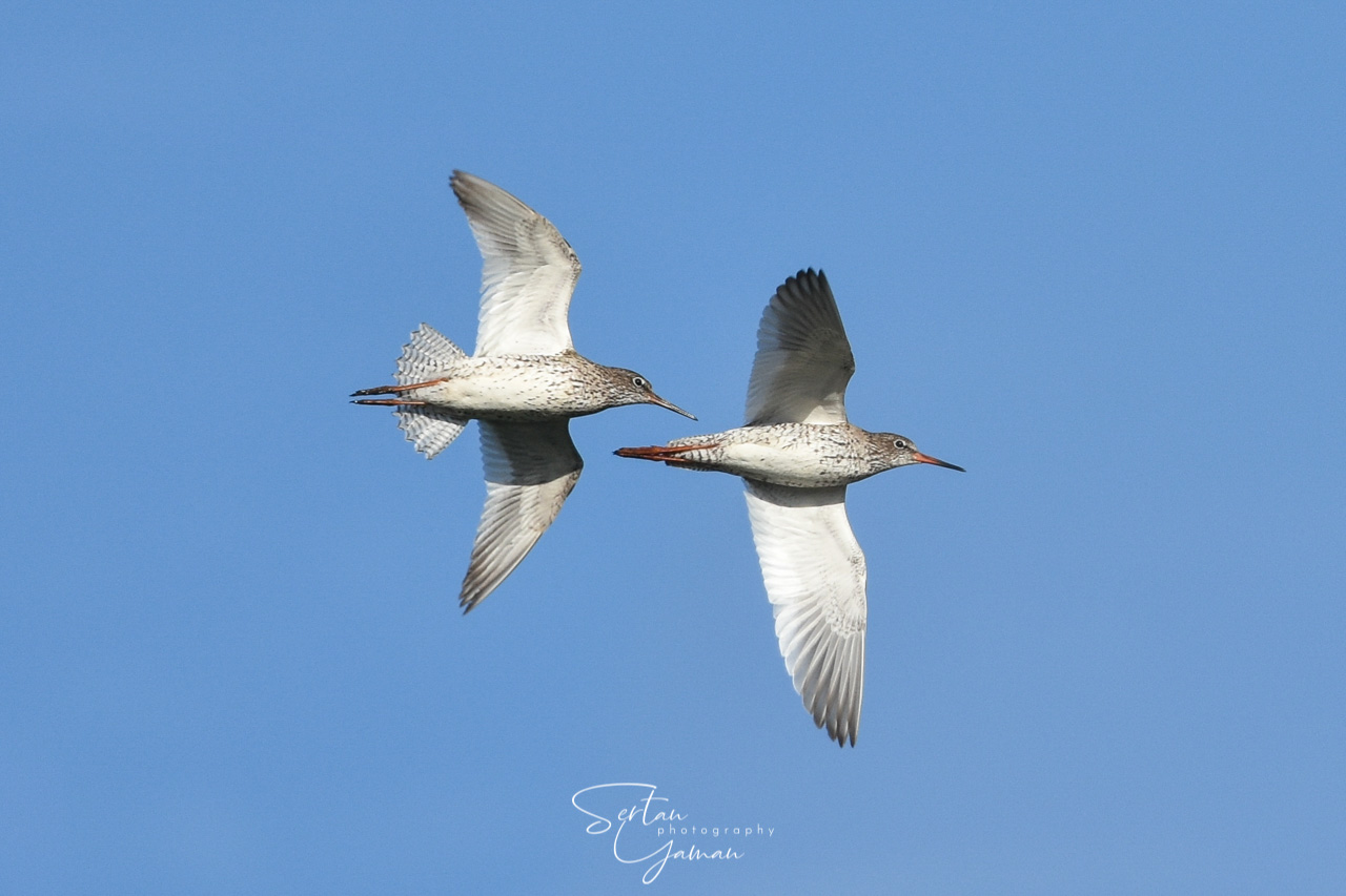 Red Knots on flight