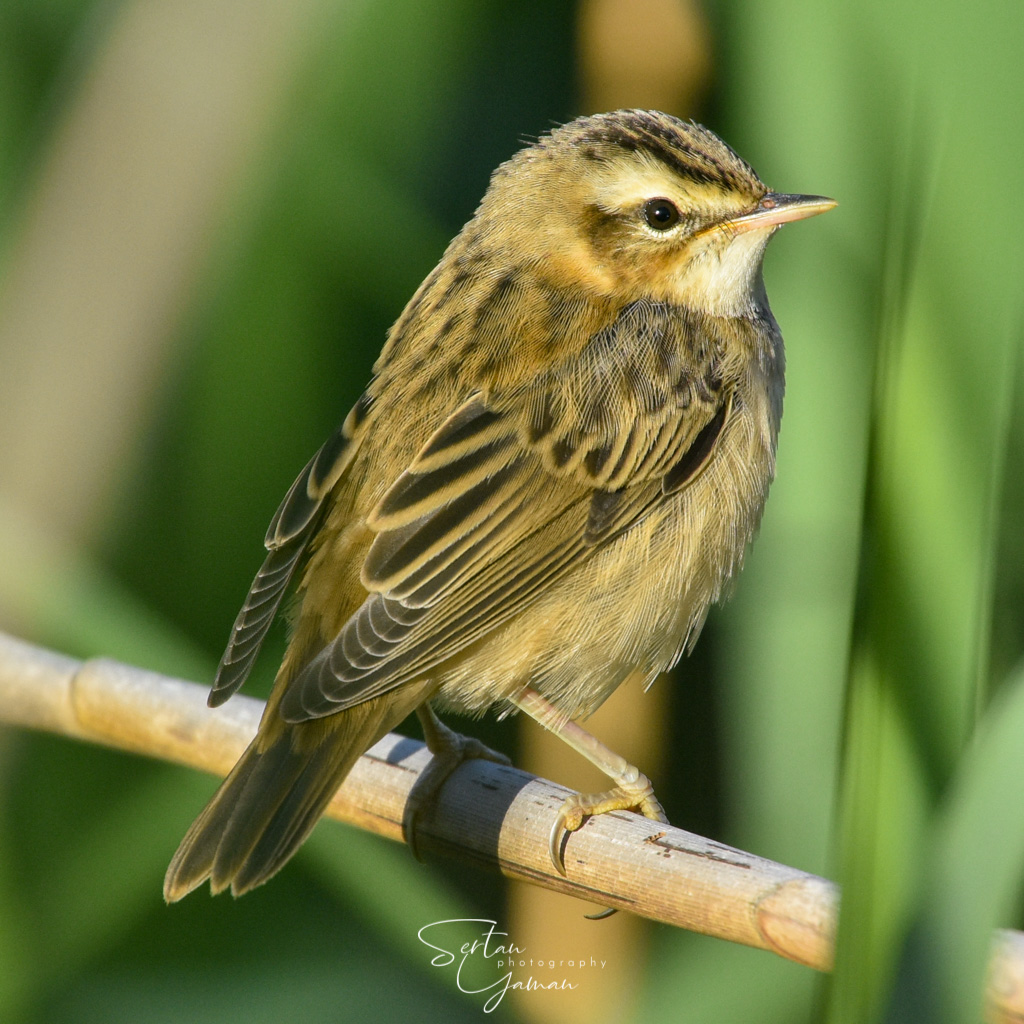 Reed bunting