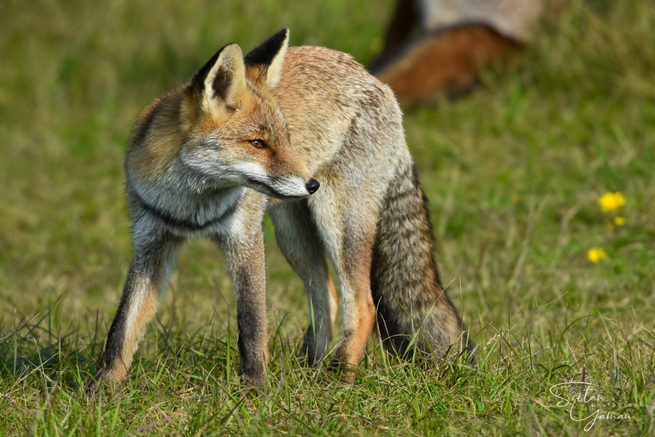 Male red fox