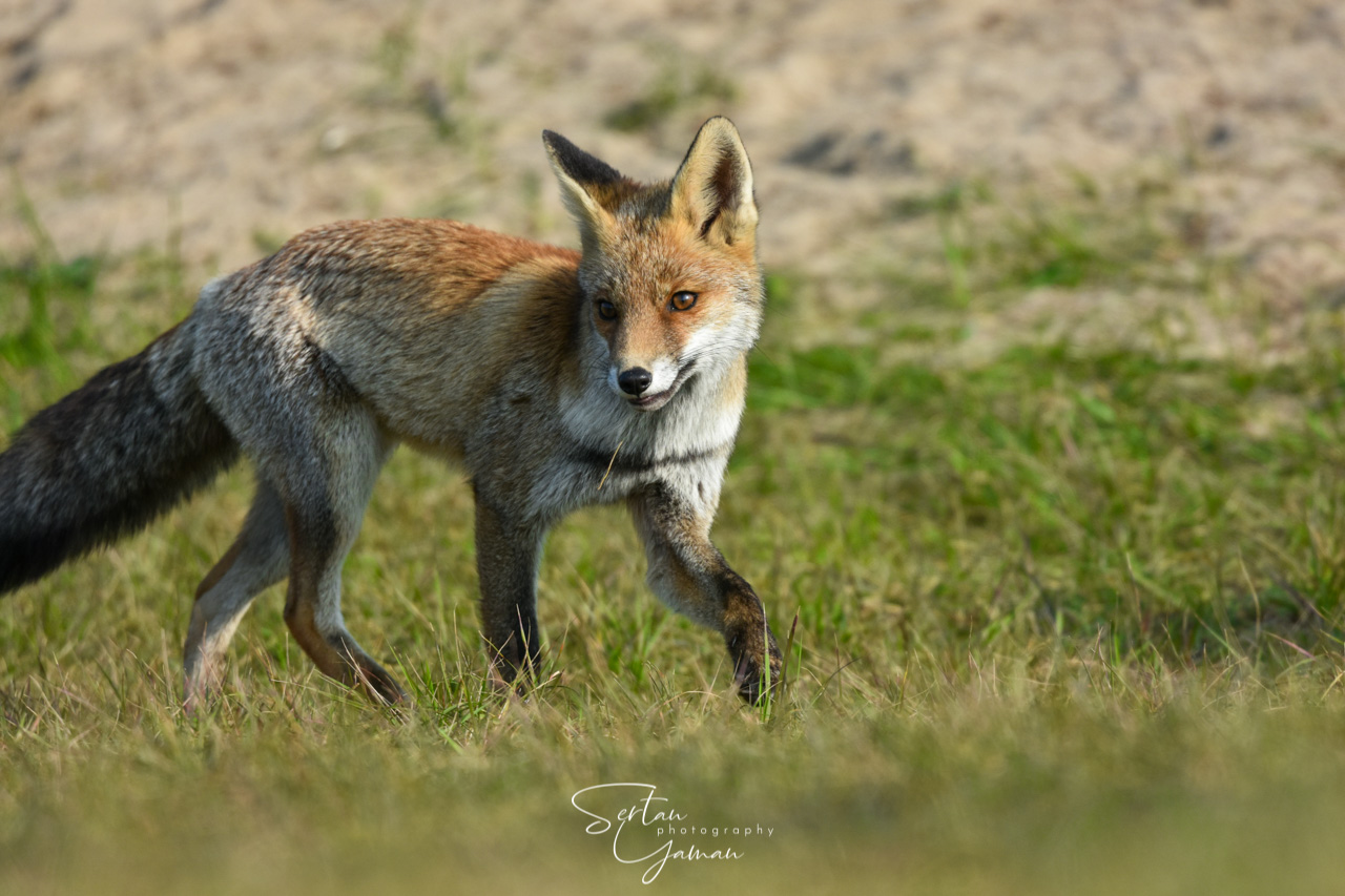 Female red fox