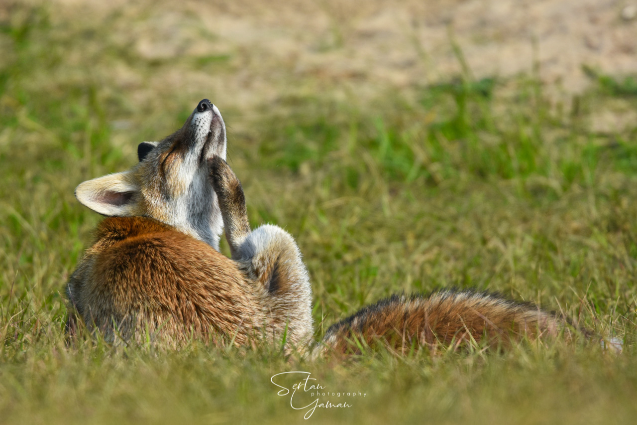 Male red fox
