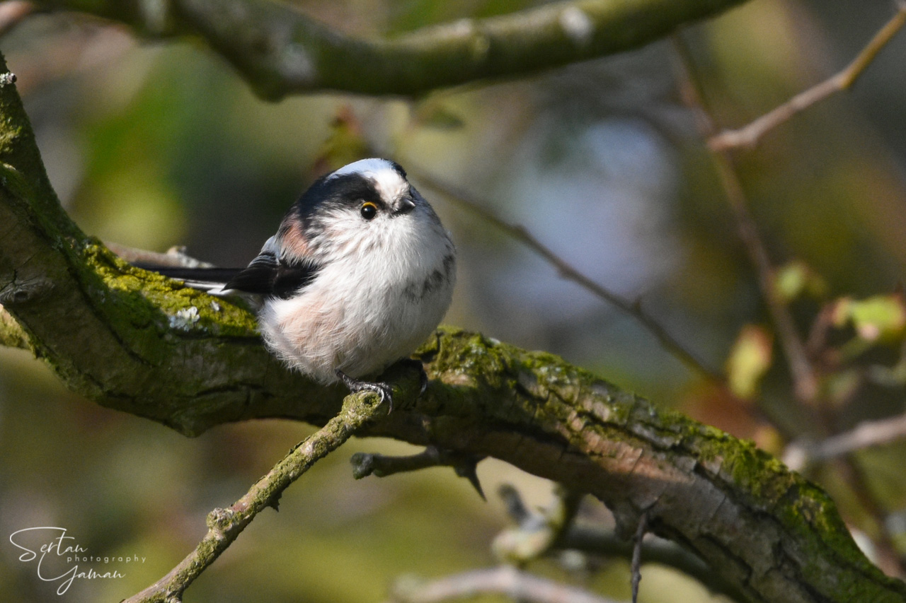Small white tit