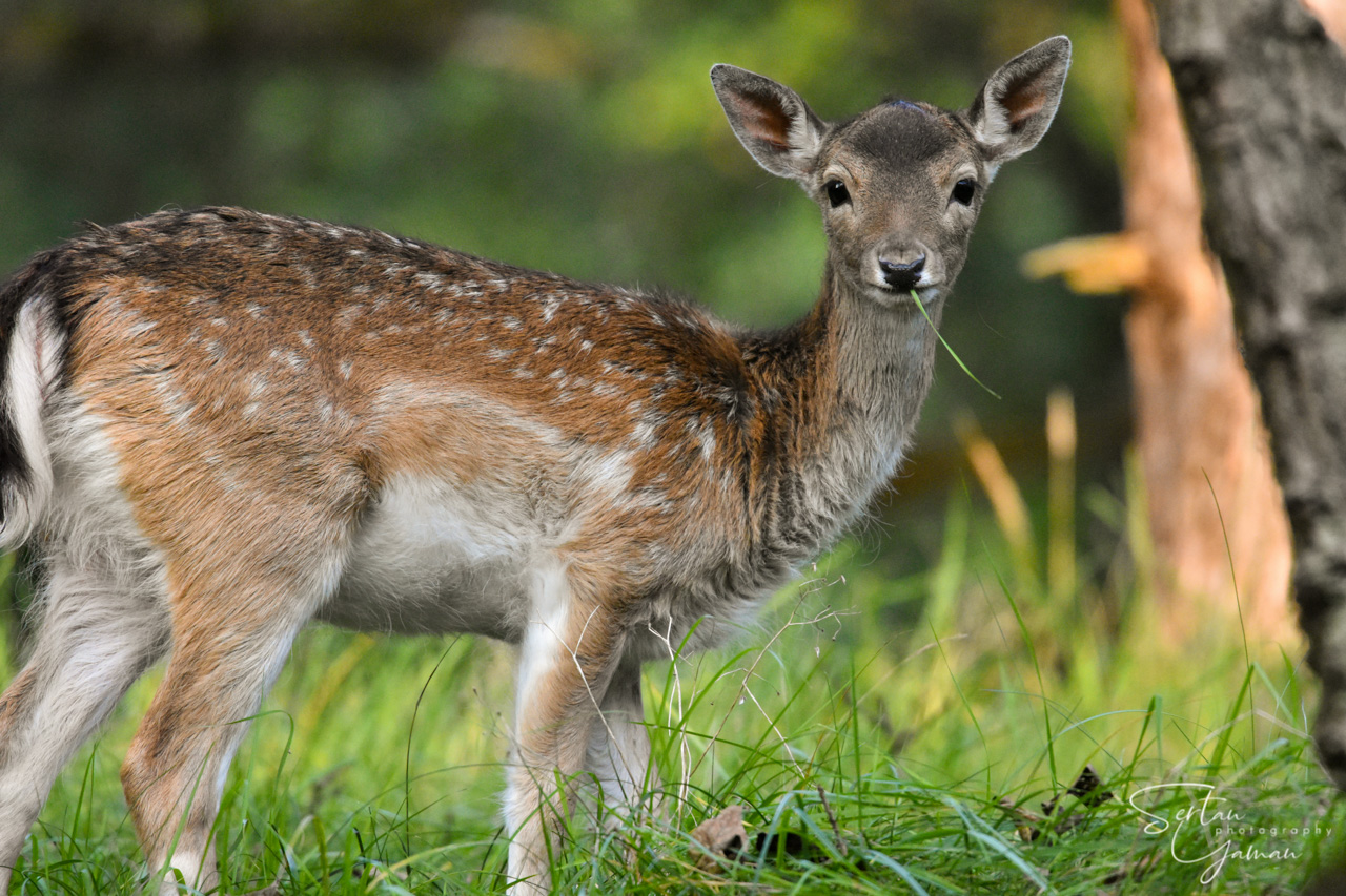 Young fallow deer in spring