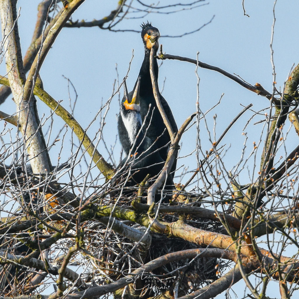 Cormorants in mating season
