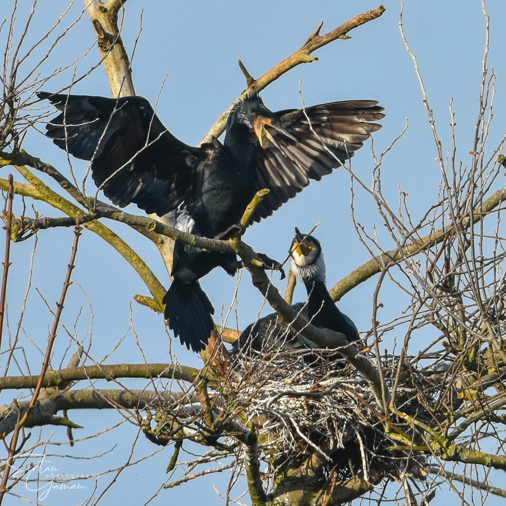 Cormorants in mating season
