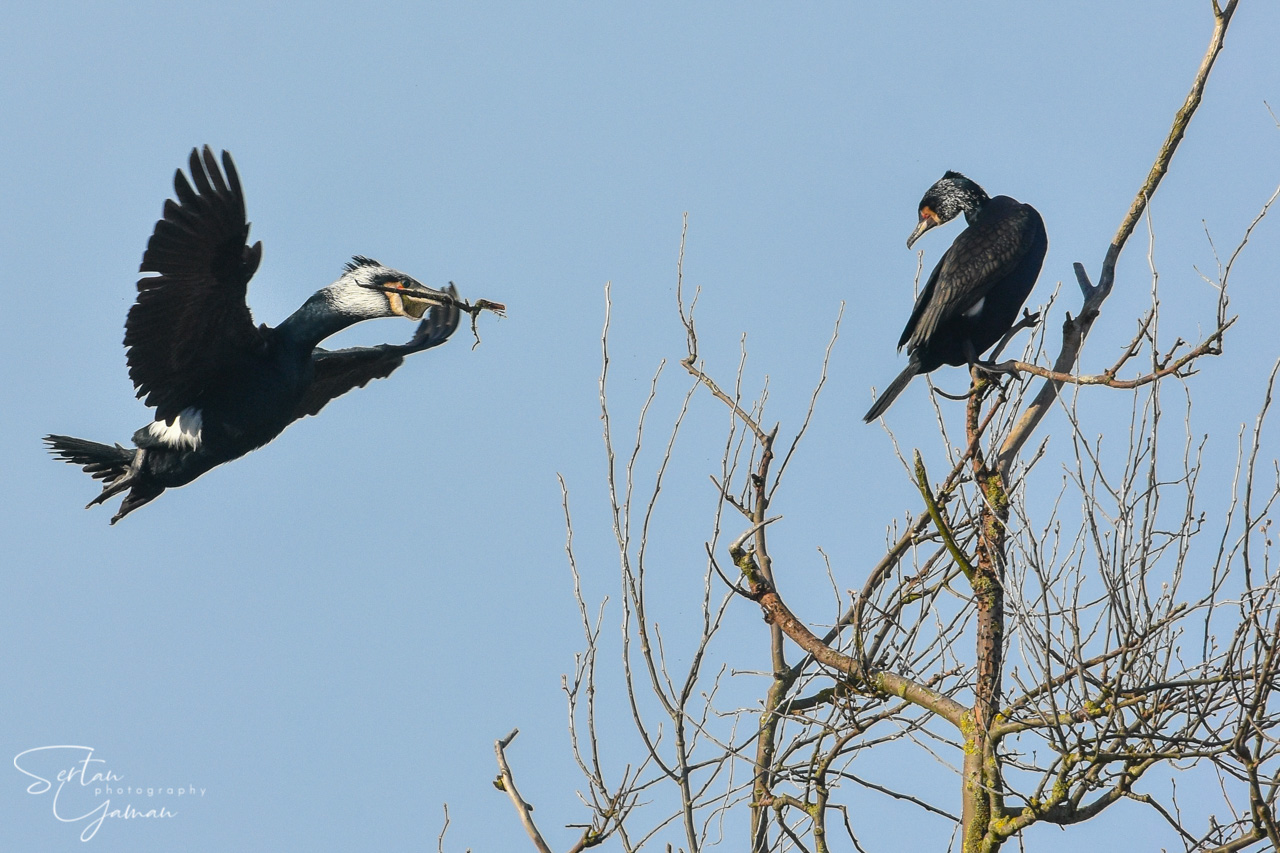 Cormorants in mating season