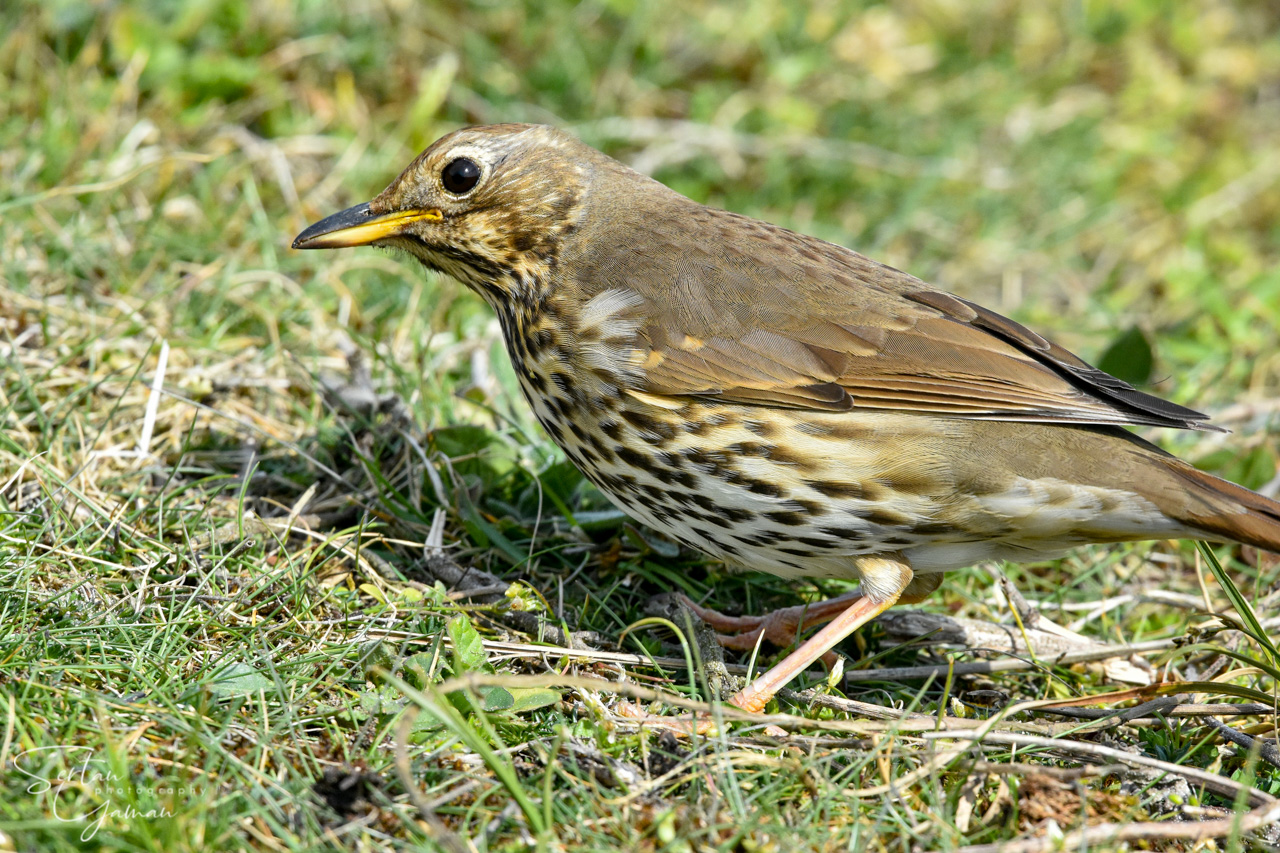 Thrush bird