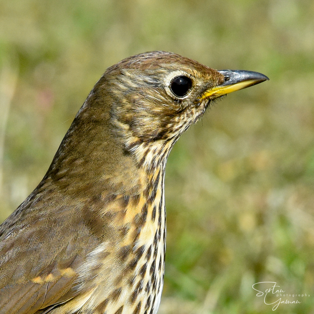 Thrush bird