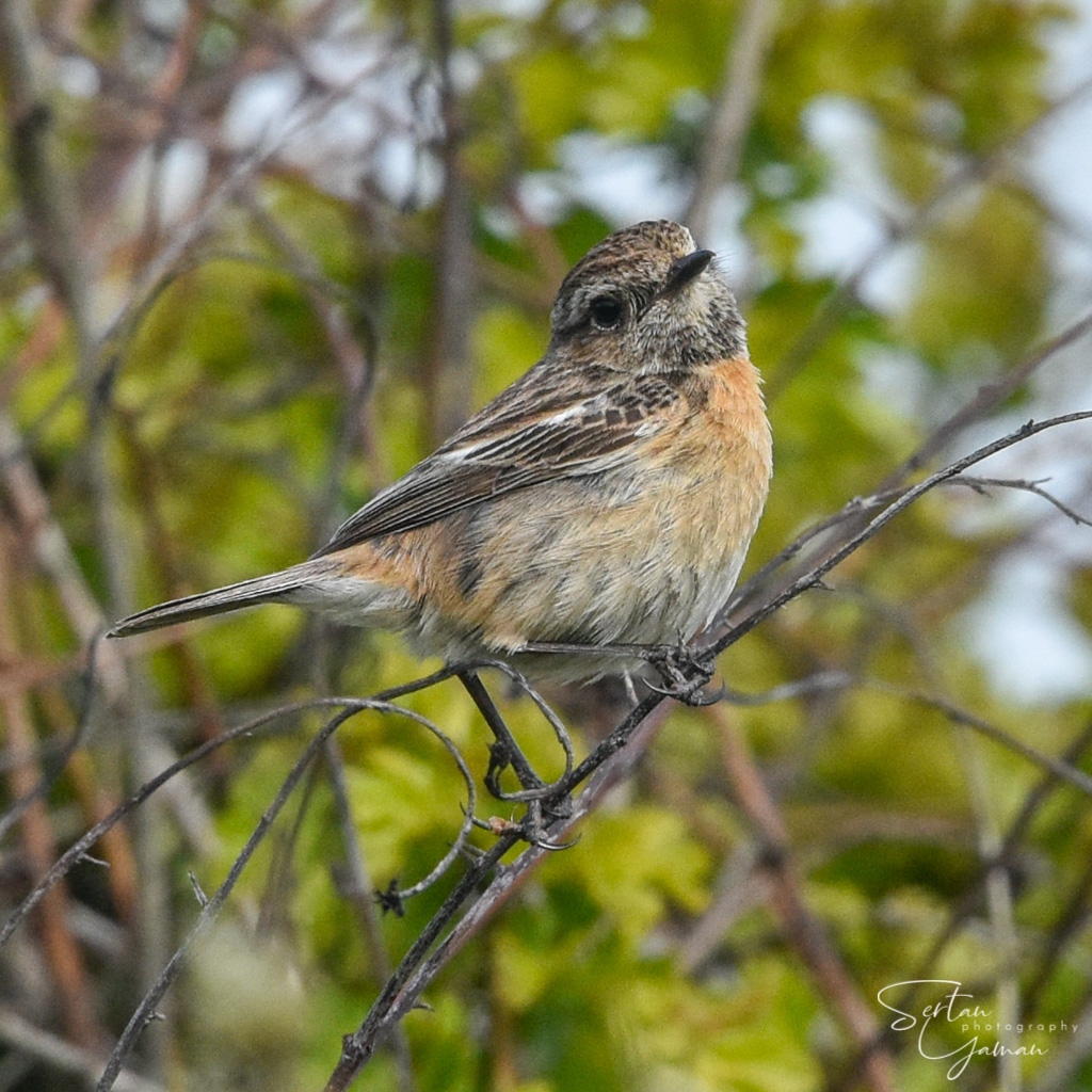 Red robin
