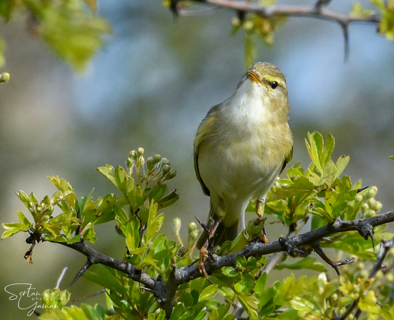 Common chiffchaff
