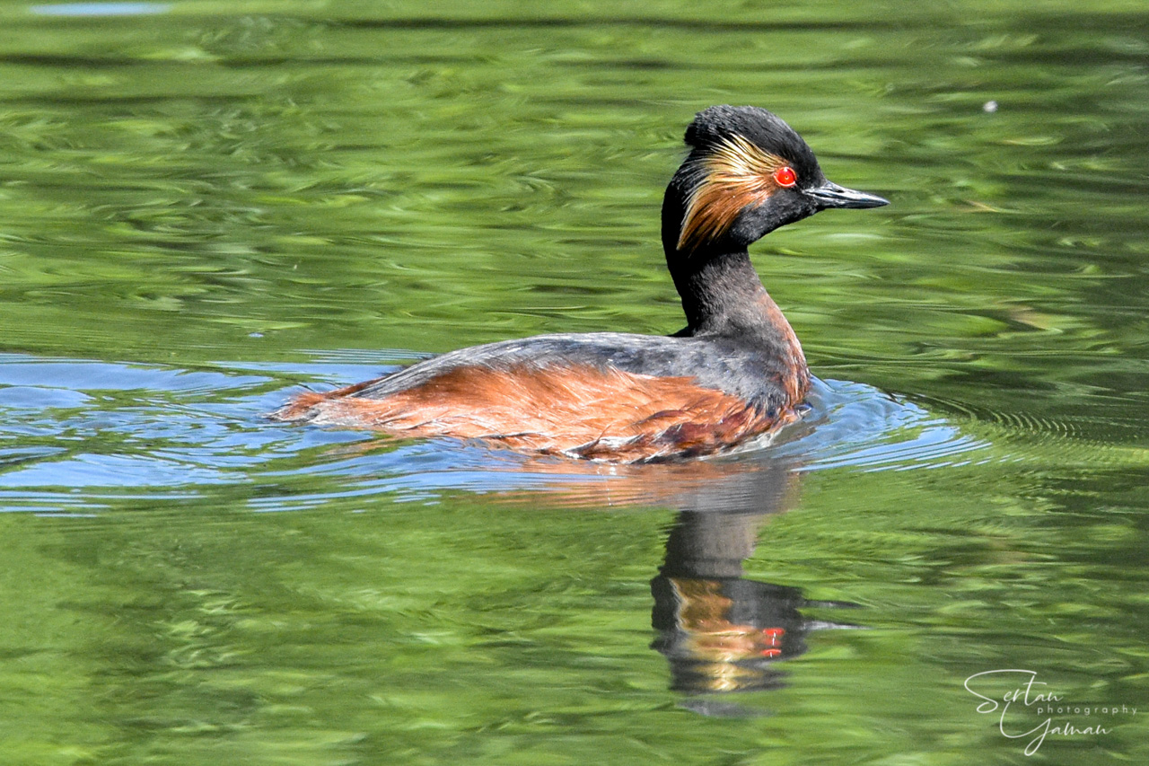 Black-necked grebe